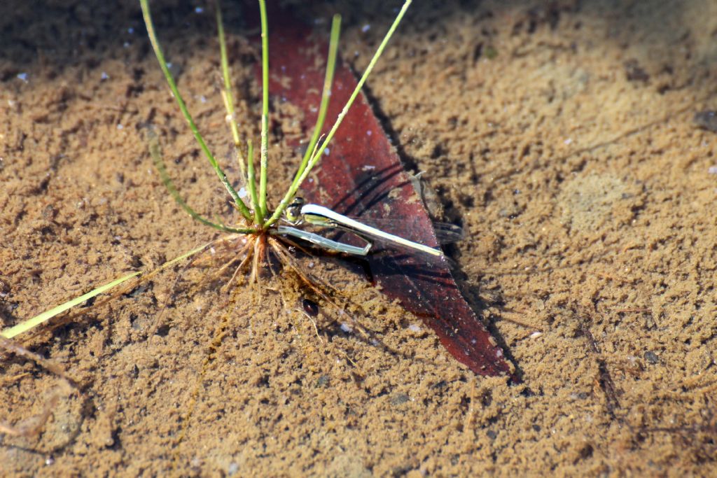 Non so se � frequente ... Ischnura pumilio femmina ...